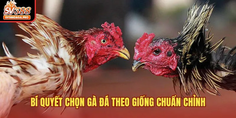Bí quyết chọn gà đá theo giống chuẩn chỉnh