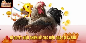 Bí quyết nuôi chiến kê cực hiệu quả tại SV388