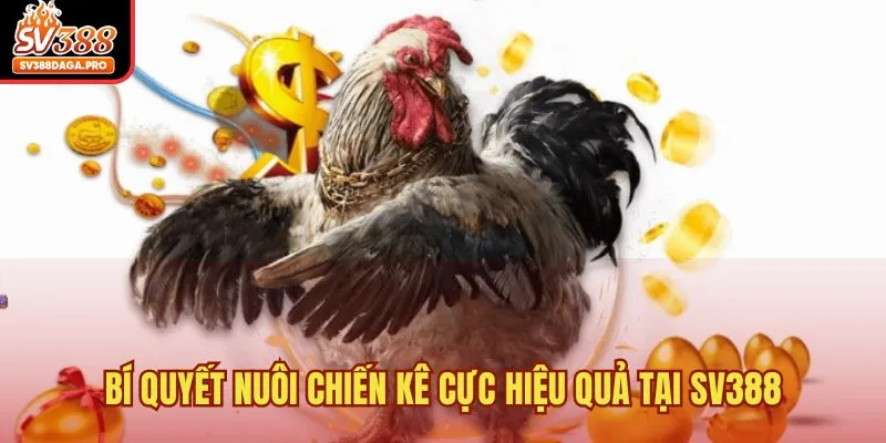 Bí quyết nuôi chiến kê cực hiệu quả tại SV388