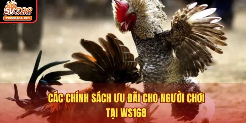 Các chính sách ưu đãi cho người chơi tại WS168