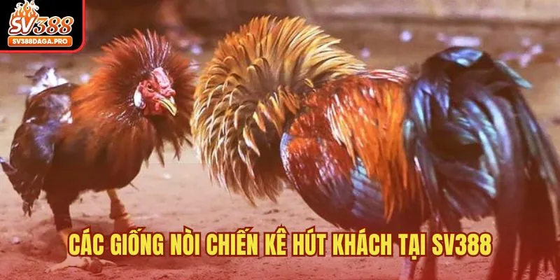 Các giống nòi chiến kê hút khách tại SV388
