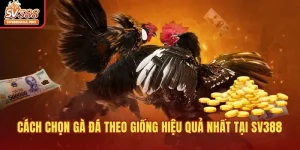 Chọn gà đá theo giống SV388