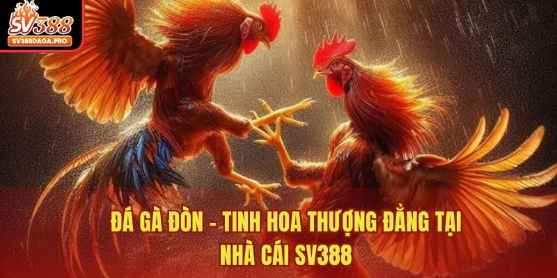Đá Gà Đòn – Tinh Hoa Thượng Đẳng Tại Nhà Cái SV388