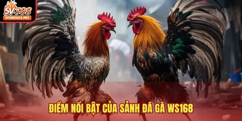 Điểm nổi bật của sảnh đá gà WS168