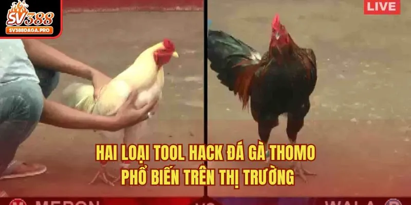 Hai loại tool hack đá gà Thomo phổ biến trên thị trường