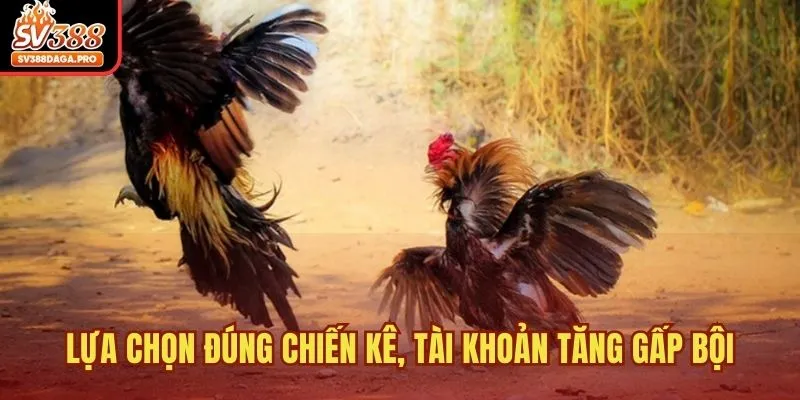 Lựa chọn đúng chiến kê, tài khoản tăng gấp bội