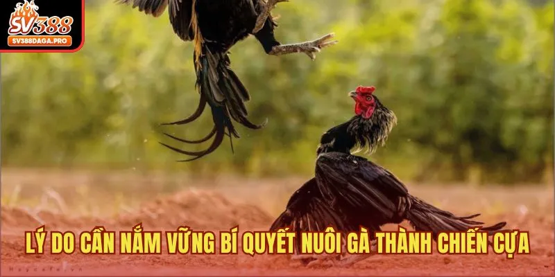 Lý do cần nắm vững bí quyết nuôi gà thành chiến cựa