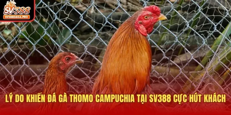 Lý do khiến đá gà Thomo Campuchia tại SV388 cực hút khách 