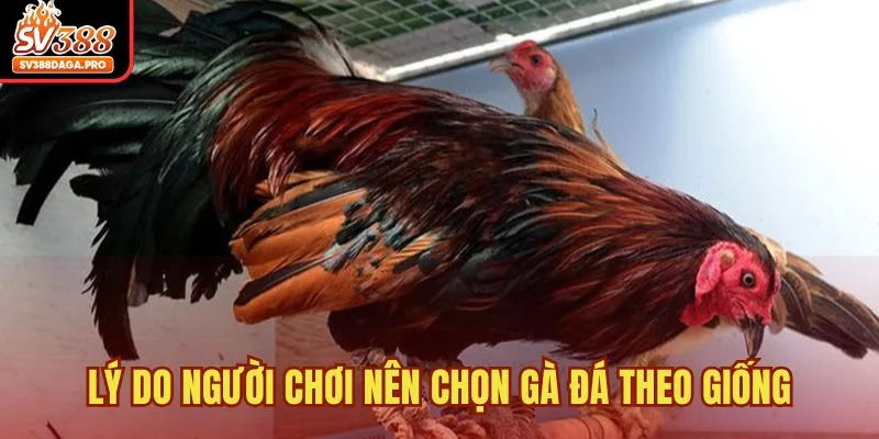 Lý do người chơi nên chọn gà đá theo giống