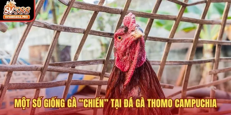 Một số giống gà “chiến” tại đá gà Thomo Campuchia