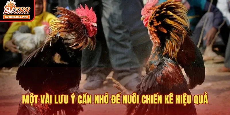 Một vài lưu ý cần nhớ để nuôi chiến kê hiệu quả