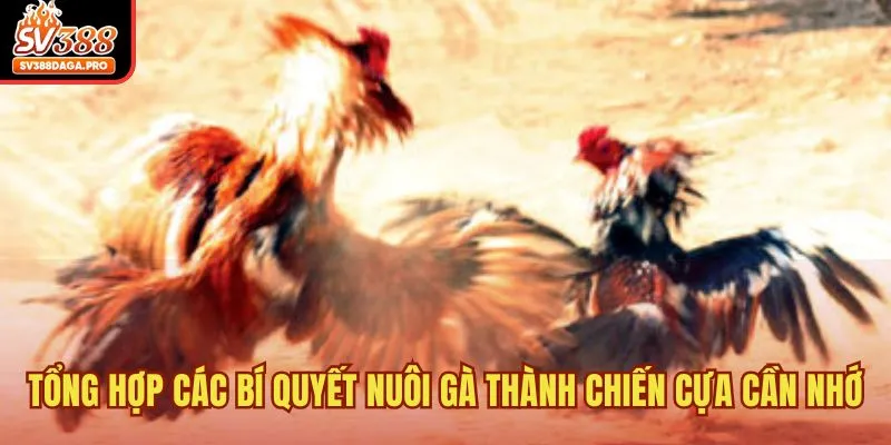 Tổng hợp các bí quyết nuôi gà thành chiến cựa cần nhớ