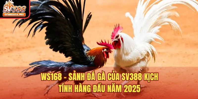 WS168 - Sảnh đá gà của SV388 kịch tính hàng đầu năm 2025